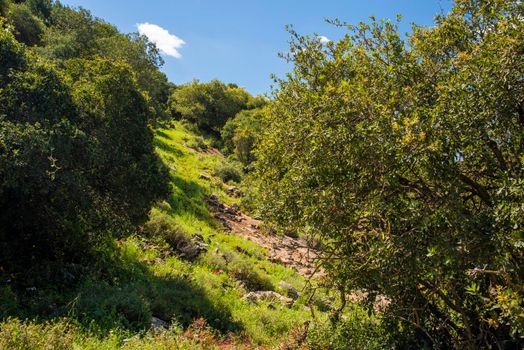 A view of a mountain range of a green forest against a dramatic back of blue sky with clouds. Travel concept hiking. A saddle between mountains, topographic saddle, North District Israel.