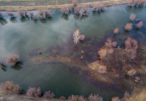 Aerial view of frozen trees in a forest near the river - swamp in winter at sunset. 