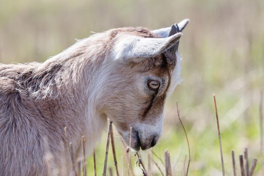 Side View portrait of a beautiful little goatling, like a little horse