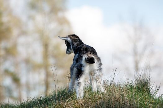 Young white goatling on the hill in the blue sky background looking to the clouds