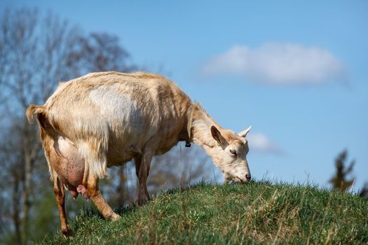 An old goat with a large udder eats a grass on a hill