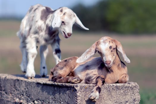 One nice brown spotted goatling rest and one gray spotted goatling standing on a concrete block