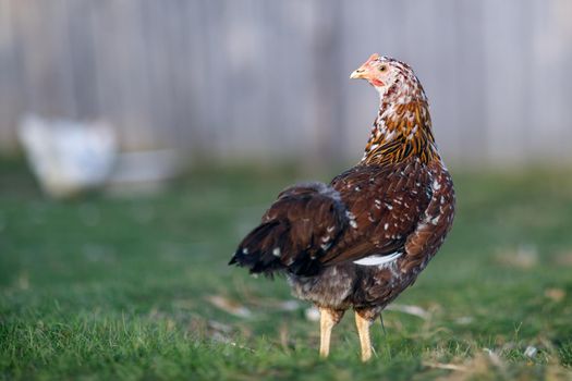 Speckled brown hen pecks food in the village yard on a sunny day