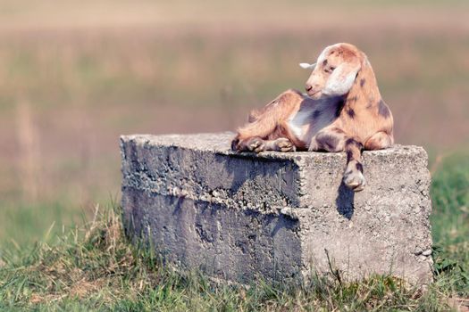 The brown spotted little goatling lie down on a concrete block and have rest