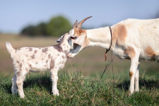 Mom's love and solicitude for her little goatling