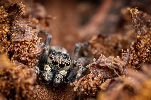 A brown jumping spider masquerades in the background of a brown crust