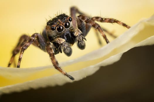 A brown jumping spider on the yellow petal in the yellow background