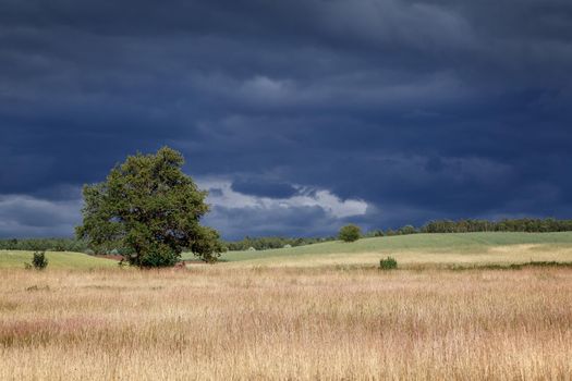 Lithuanian fields with alone tree landscape and gloomy sky before the storm