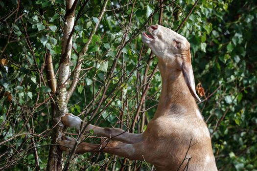 Anglo nubian goat taste fresh birch tree leaves