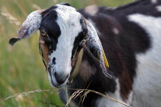 Young colorful spotted male goatling eat meadow flower