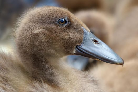 Portrait of young brown  nice and fluffy duckling in close up