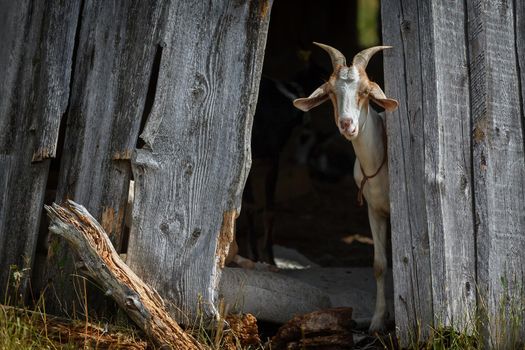 Nubian goat hide in the shadow and interested looking to us