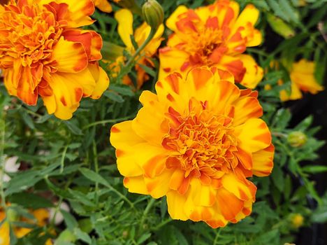 Closeup of flowers and leaves of the yellow orange tagete (Marigold) or yellow carnation flower in a garden bed.