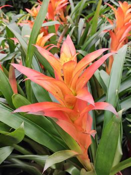 Tropical Guzmania plant close-up of the bromeliads family. red orange.Exotica exuberant.