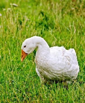 White goose standing in green grass