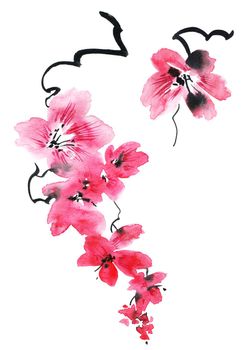 Watercolor illustration of blossom sakura tree with pink flowers and buds. Oriental traditional painting in style sumi-e, u-sin and gohua. Flowers on white background.