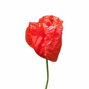 red papaver aka poppy flower isolated over white background
