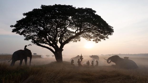 Thailand Countryside; Silhouette elephant on the background of sunset, elephant Thai in Surin Thailand.