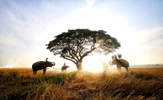 Thailand Countryside; Silhouette elephant on the background of sunset, elephant Thai in Surin Thailand.	
