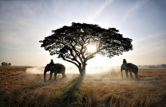 Thailand Countryside; Silhouette elephant on the background of sunset, elephant Thai in Surin Thailand.