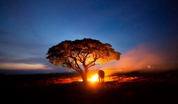 Thailand Countryside; Silhouette elephant on the background of sunset, elephant Thai in Surin Thailand.