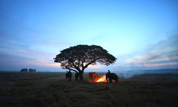 Thailand Countryside; Silhouette elephant on the background of sunset, elephant Thai in Surin Thailand.