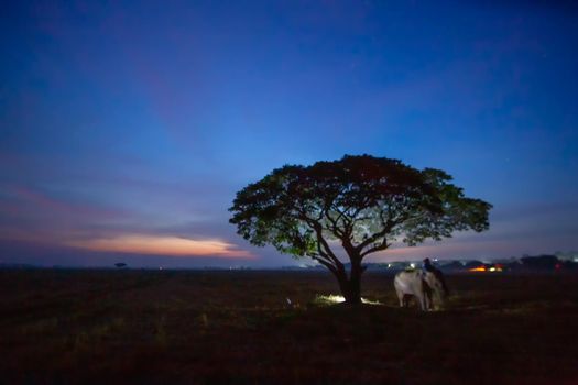 An elephant mahout and elephant walking through the haze in the jungle. Lifestyle of surin elephants village.