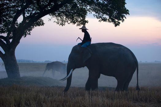 Thailand Countryside; Silhouette elephant on the background of sunset, elephant Thai in Surin Thailand.	
