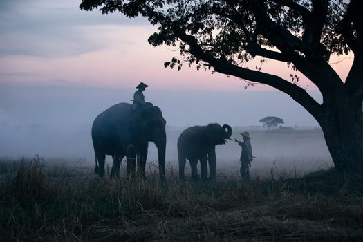 Thailand Countryside; Silhouette elephant on the background of sunset, elephant Thai in Surin Thailand.