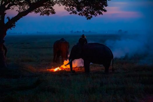 Thailand Countryside; Silhouette elephant on the background of sunset, elephant Thai in Surin Thailand.	
