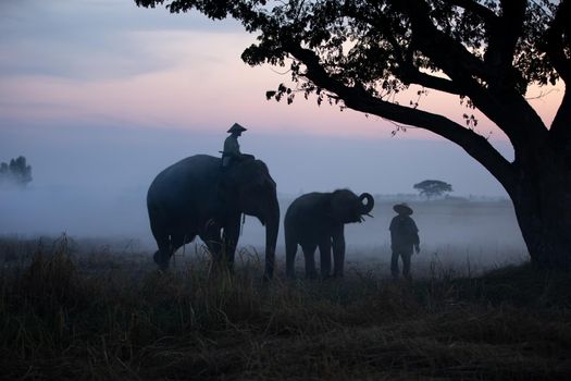 Thailand Countryside; Silhouette elephant on the background of sunset, elephant Thai in Surin Thailand.	
