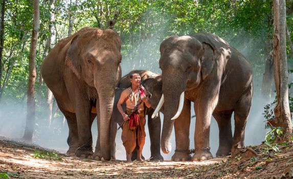 An elephant mahout and elephant walking through the haze in the jungle. Lifestyle of surin elephants village.