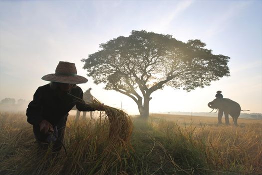 Thailand Countryside; Silhouette elephant on the background of sunset, elephant Thai in Surin Thailand.