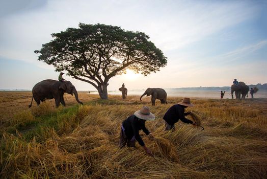 Thailand Countryside; Silhouette elephant on the background of sunset, elephant Thai in Surin Thailand.