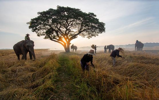 Thailand Countryside; Silhouette elephant on the background of sunset, elephant Thai in Surin Thailand.