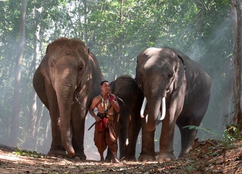 An elephant mahout and elephant walking through the haze in the jungle. Lifestyle of surin elephants village.