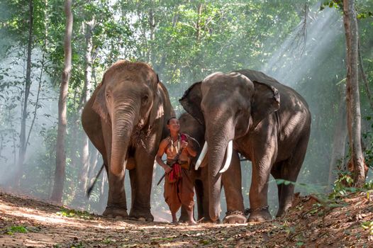 An elephant mahout and elephant walking through the haze in the jungle. Lifestyle of surin elephants village.