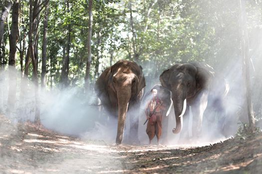 An elephant mahout and elephant walking through the haze in the jungle. Lifestyle of surin elephants village.