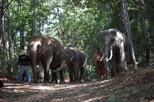 An elephant mahout and elephant walking through the haze in the jungle. Lifestyle of surin elephants village.