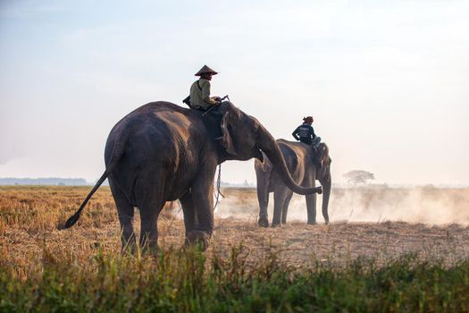 Thailand Countryside; Silhouette elephant on the background of sunset, elephant Thai in Surin Thailand.	
