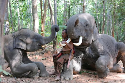 An elephant mahout and elephant walking through the haze in the jungle. Lifestyle of surin elephants village.