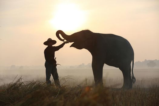 Thailand Countryside; Silhouette elephant on the background of sunset, elephant Thai in Surin Thailand.	
