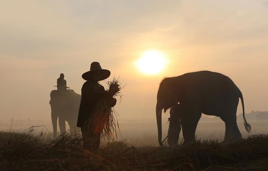 Thailand Countryside; Silhouette elephant on the background of sunset, elephant Thai in Surin Thailand.	
