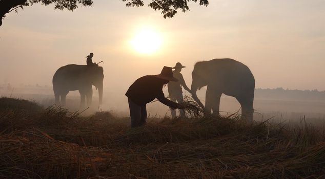 Thailand Countryside; Silhouette elephant on the background of sunset, elephant Thai in Surin Thailand.	
