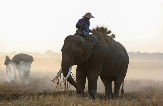 Thailand Countryside; Silhouette elephant on the background of sunset, elephant Thai in Surin Thailand.	
