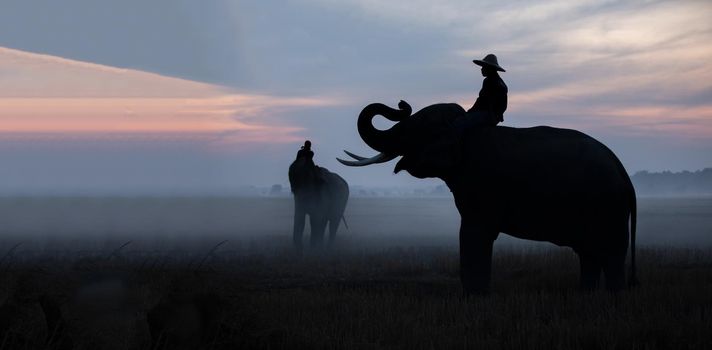 Thailand Countryside; Silhouette elephant on the background of sunset, elephant Thai in Surin Thailand.	
