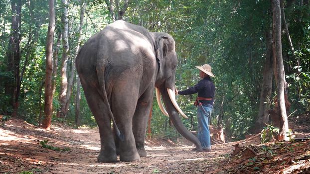 Farmers in Thailand.
Thailand Countryside; Silhouette elephant on the background of sunset, elephant Thai in Surin Thailand.