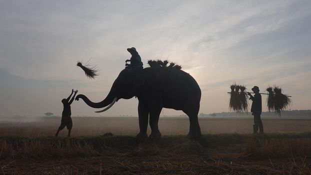 Farmers in Thailand.
Thailand Countryside; Silhouette elephant on the background of sunset, elephant Thai in Surin Thailand.