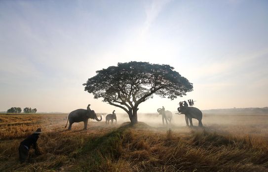 Farmers in Thailand.
Thailand Countryside; Silhouette elephant on the background of sunset, elephant Thai in Surin Thailand.