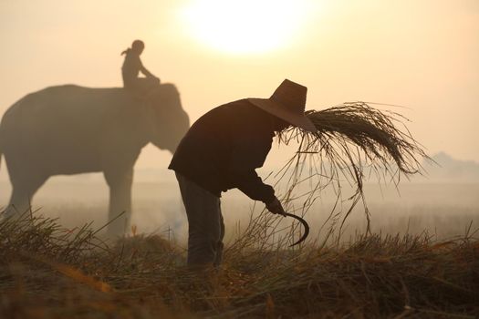 Farmers in Thailand.
Thailand Countryside; Silhouette elephant on the background of sunset, elephant Thai in Surin Thailand.